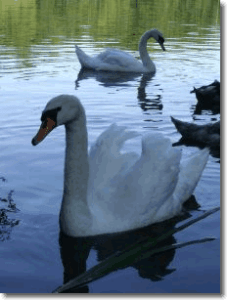 Shirlee's Swans